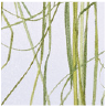 DesignPanel – beargrass (tráva)∗