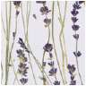 DesignPanel – lavender (levandule)*